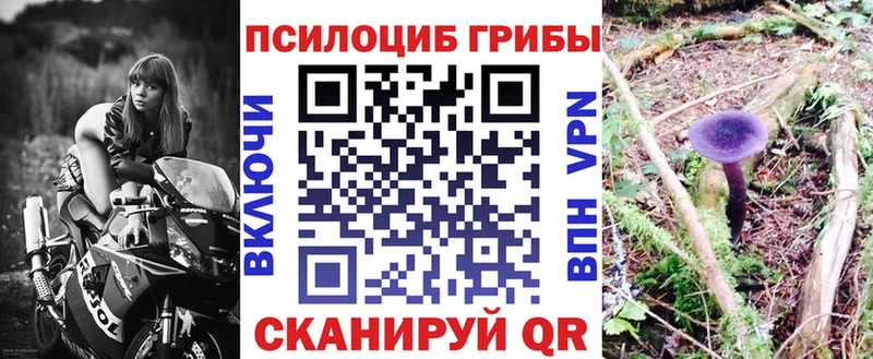 где продают наркотики  Гвардейск  Галлюциногенные грибы Magic Shrooms 
